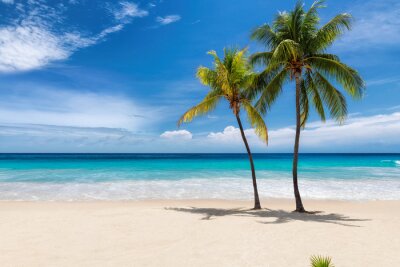Fototapete Tropical white sand beach with coco palms and the turquoise sea on Caribbean island.