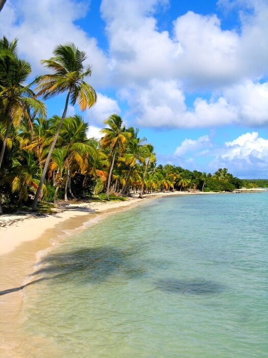Fototapete Tropische Bäume am Meer