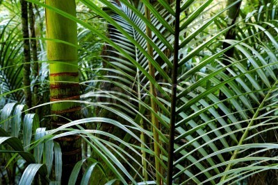 Fototapete Tropische Bäume und Bambus