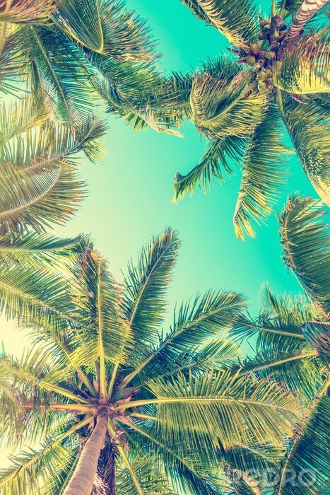 Fototapete Tropische Bäume vor dem Hintergrund des Himmels