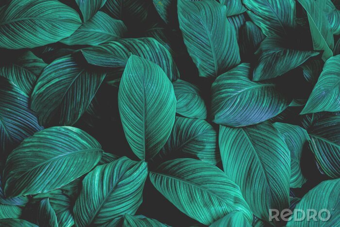 Fototapete Tropische Blätter auf dunklem Hintergrund
