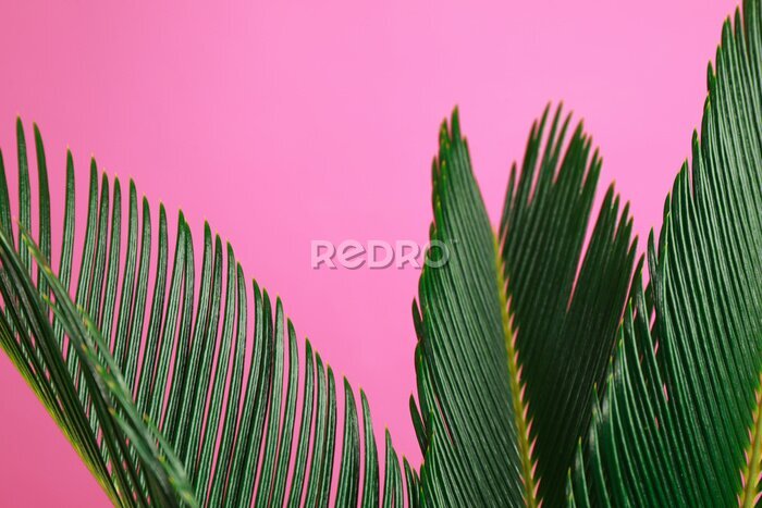 Fototapete Tropische Blätter auf einem rosa Hintergrund