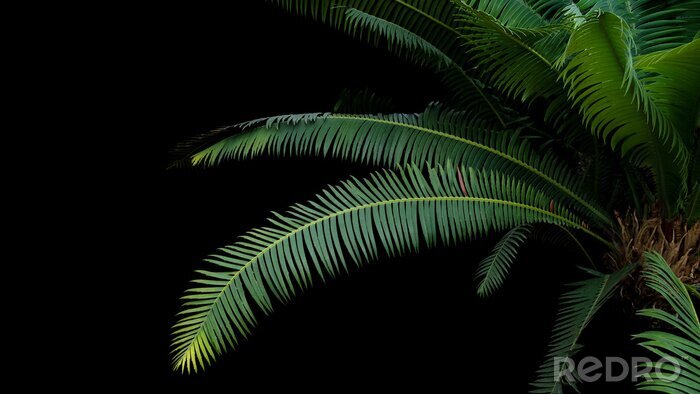 Fototapete Tropische Blätter auf schwarzem Hintergrund