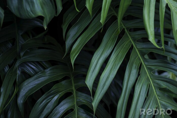 Fototapete Tropische Blätter dünn