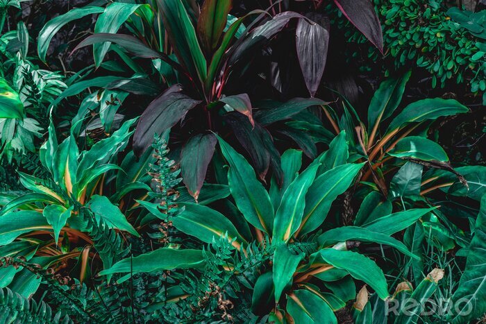 Fototapete Tropische Blätter im Wald