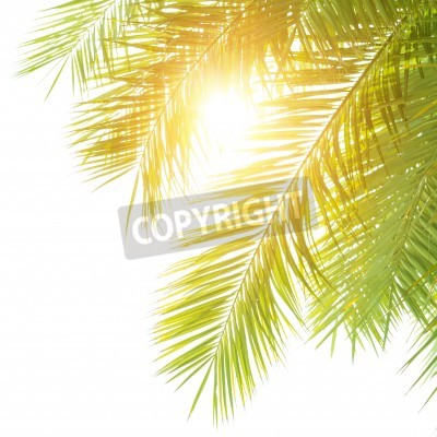 Fototapete Tropische Blätter in der Sonne