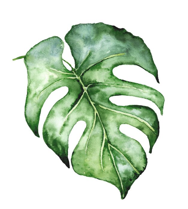 Fototapete Tropische Blätter Monstera in Aquarell