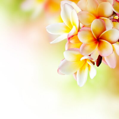 Fototapete Tropische Blume