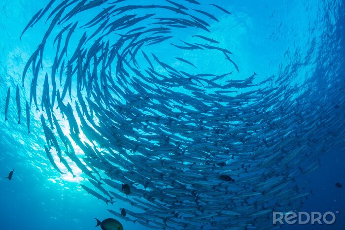 Fototapete Tropische Fische im Schwarm