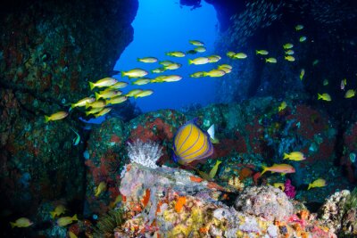 Fototapete Tropische Fische und Korallenriff
