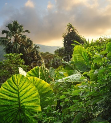 Fototapete Tropische grüne Landschaft