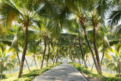 Fototapete Tropische Kokosnusspalmen