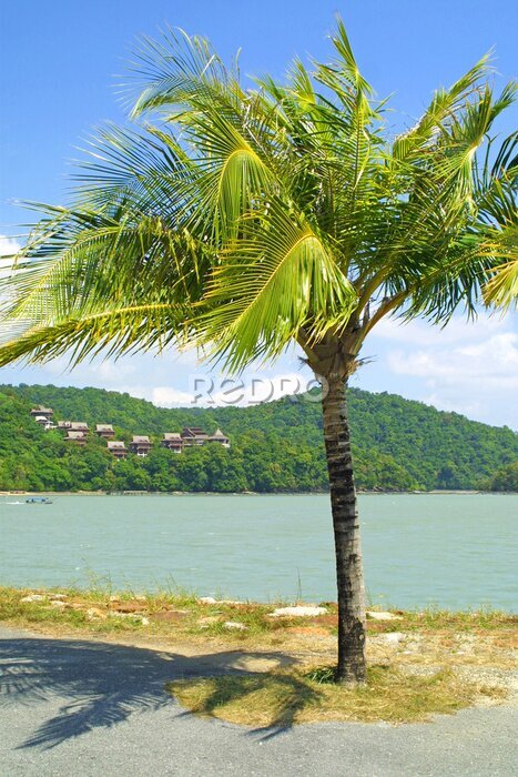 Fototapete Tropische Landschaft mit Palme. Insel Langkawi, Malaysia
