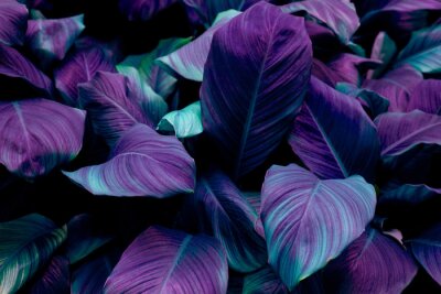 Fototapete Tropische lila Pflanzen