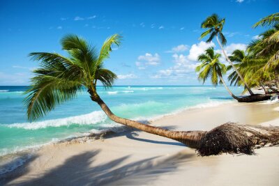 Fototapete Tropische Palme am Strand