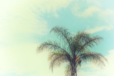 Fototapete Tropische Palme vor dem Hintergrund des Himmels