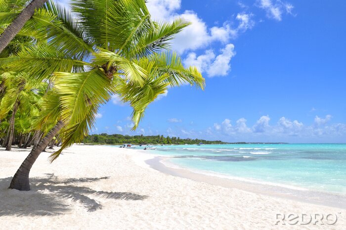 Fototapete Tropische Palmen am Meer