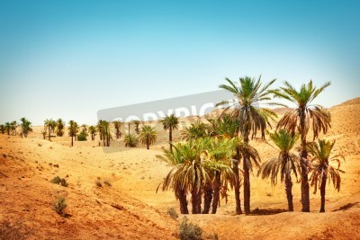 Fototapete Tropische Palmen in der Wüste