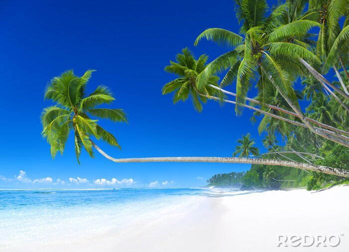 Fototapete Tropische Palmen Strand und Meer