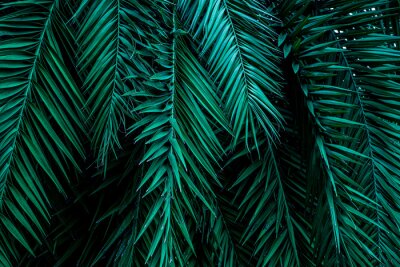 Fototapete Tropische Palmenblätter 3D