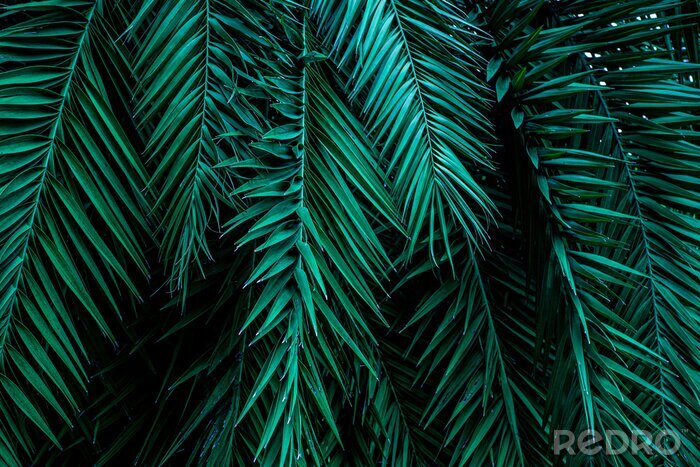 Fototapete Tropische Palmenblätter 3D