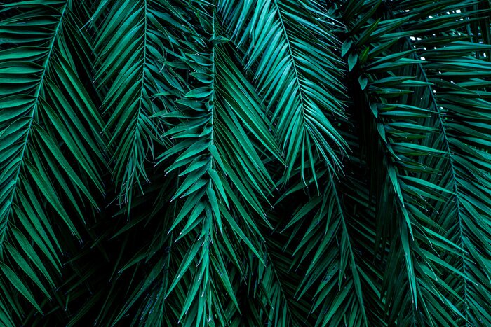 Fototapete Tropische Palmenblätter 3D