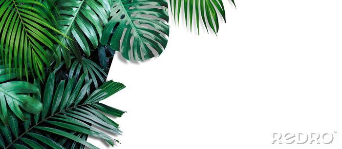 Fototapete Tropische Palmenblätter auf weißem Hintergrund