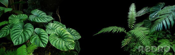 Fototapete Tropische Pflanzen auf schwarzem Hintergrund