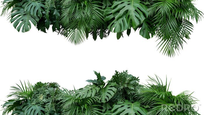 Fototapete Tropische Pflanzen auf weißem Hintergrund