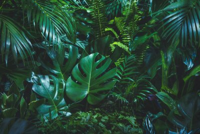 Fototapete Tropische Pflanzen im Dschungel