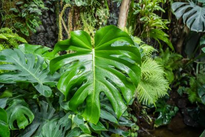 Fototapete Tropische Pflanzen im Wald