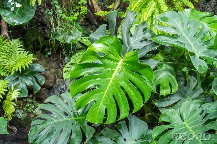 Fototapete Tropische Pflanzen in exotischem Wald