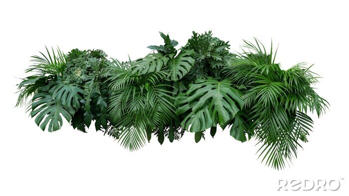 Fototapete Tropische Pflanzen mit Löchern