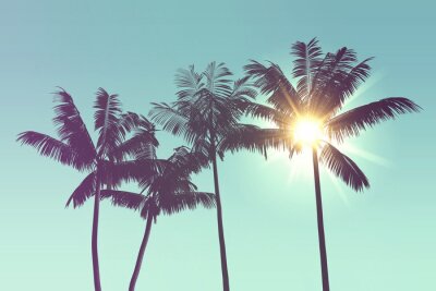 Tropische Silhouetten von Palmen