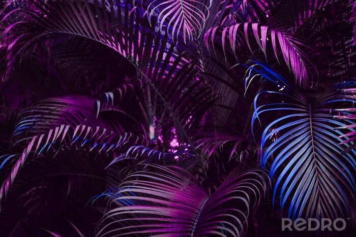 Fototapete Tropische violette Blätter