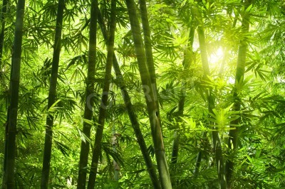 Fototapete Tropischer Bambuswald