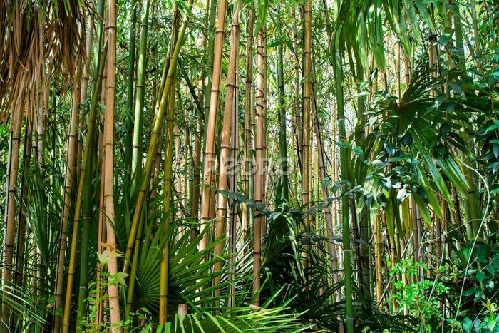 Fototapete Tropischer Bambuswald Landschaft