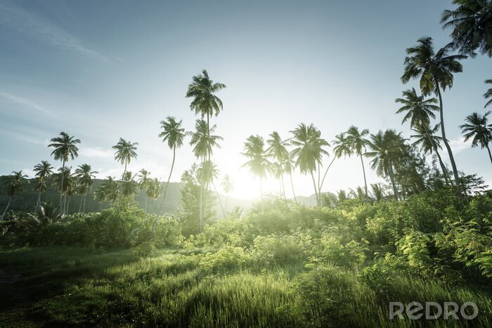 Fototapete Tropischer Dschungel auf den Seychellen