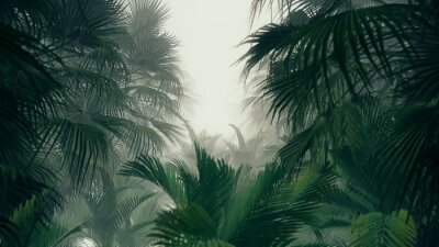 Tropischer Dschungel Baumkronen