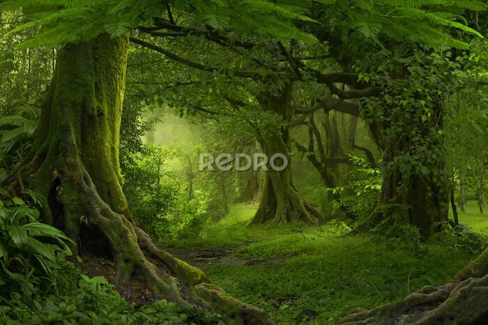 Fototapete Tropischer Dschungel in Südostasien