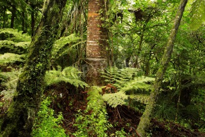 Fototapete Tropischer Dschungel mit Pflanzen