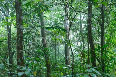 Fototapete Tropischer Dschungel nach Regen