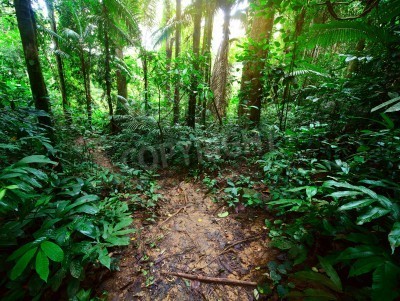 Fototapete Tropischer Dschungelwald