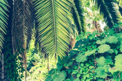 Fototapete Tropischer Hintergrund von Palmblättern