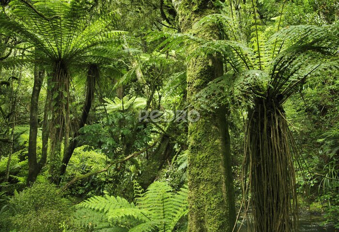 Fototapete Tropischer Regenwald