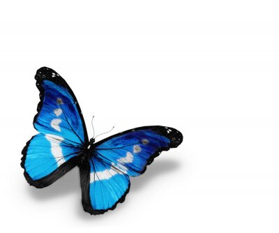 Fototapete Tropischer Schmetterling auf hellem Hintergrund