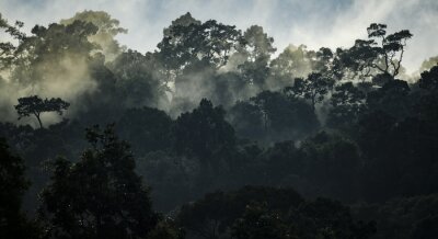 Tropischer Wald im Nebel Grün