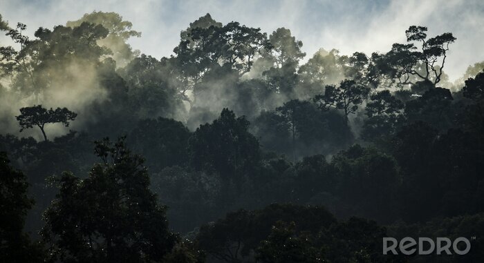 Fototapete Tropischer Wald im Nebel Grün