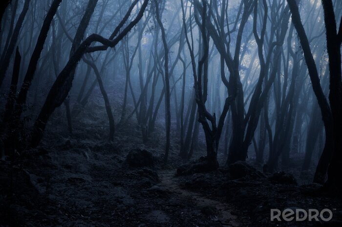 Fototapete Tropischer Wald in Dunkelheit