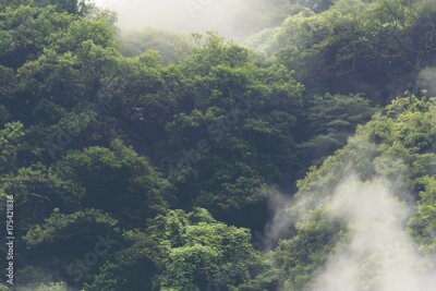 Tropischer Wald in Japan, Jahrgang Filter Bild